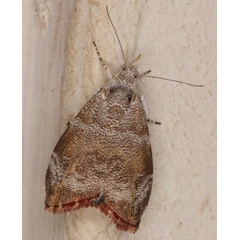 /filer/webapps/moths/media/images/A/aegyptiaca_Choreutis_A_Heyns.jpg