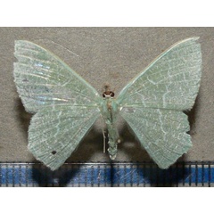 /filer/webapps/moths/media/images/P/pedicata_Prasinocyma_A_Goff_01.jpg