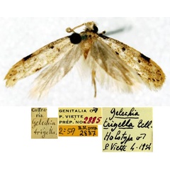 /filer/webapps/moths/media/images/T/trigella_Gelechia_HT_SNHMa.jpg