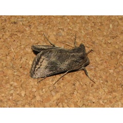 /filer/webapps/moths/media/images/S/spoliata_Thysanoplusia_A_Goff_02.jpg