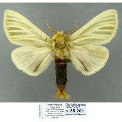 /filer/webapps/moths/media/images/S/simplex_Antheua_AM_Schintlmeister.jpg