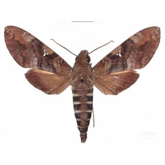 /filer/webapps/moths/media/images/A/accentifera_Nephele_AM_EMEM.jpg