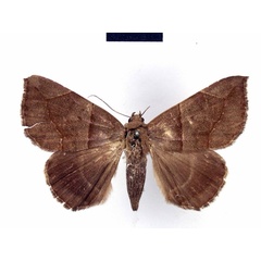 /filer/webapps/moths/media/images/P/pudica_Ophisma_HT_ZMHB.jpg