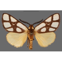 /filer/webapps/moths/media/images/R/reticulata_Anaphe_AM_Mueller_01.jpg
