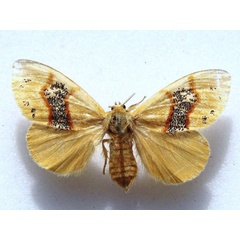 /filer/webapps/moths/media/images/F/fasciata_Knappetra_A_Goff_02.jpg