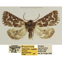 /filer/webapps/moths/media/images/A/argyrogramma_Diargyria_PTM_TMSA_02.jpg