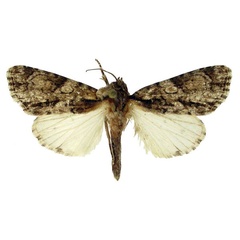 /filer/webapps/moths/media/images/A/asirensis_Berionycta_HT_BMNH.jpg