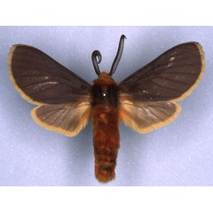 /filer/webapps/moths/media/images/F/flaviciliata_Metarctia_LT_BMNH_01.jpg