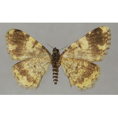 /filer/webapps/moths/media/images/A/albiquadrata_Ectropis_HT_ZSMb.jpg