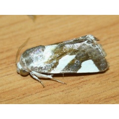 /filer/webapps/moths/media/images/U/umbrigera_Acontia_A_Sydes.JPG