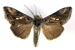 Chrysodeixis acuta