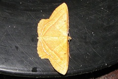 Melinoessa fulvescens