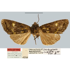 /filer/webapps/moths/media/images/C/colettae_Tracheplexia_HT_MNHN.jpg