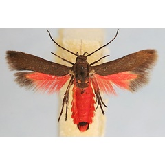 /filer/webapps/moths/media/images/K/katangensis_Eretmocera_HT_MHNG.jpg