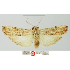 /filer/webapps/moths/media/images/C/cramboides_Eilema_HT_NHMUK.jpg