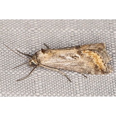 /filer/webapps/moths/media/images/E/ecrufa_Zebeeba_A_Heyns_03.jpg