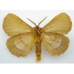 /filer/webapps/moths/media/images/T/trilineata_Cyrtojana_HT_NHMUKb.jpg