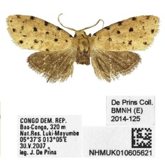 /filer/webapps/moths/media/images/K/kastanota_Siccia_PTM_BMNH.jpg