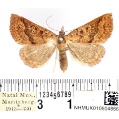 /filer/webapps/moths/media/images/H/heliriusalis_Phytometra_AF_BMNH.jpg