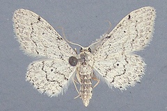 Idaea nasifera