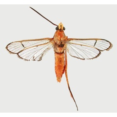/filer/webapps/moths/media/images/P/pyrosoma_Tipulamima_HT_BMNHb.jpg