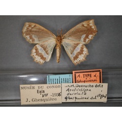 /filer/webapps/moths/media/images/G/ghesquierei_devoluta_Archichlora_HT_RMCA_02.jpg