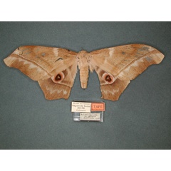 /filer/webapps/moths/media/images/T/truncata_Imbrasia_HT_RMCA_01.jpg