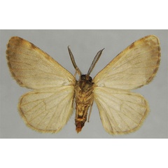 /filer/webapps/moths/media/images/A/acharis_Colocleora_PTM_ZSMb.jpg