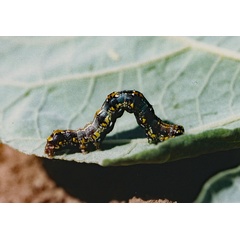 /filer/webapps/moths/media/images/I/insocia_Metapioplasta_C_Roland_02.jpg