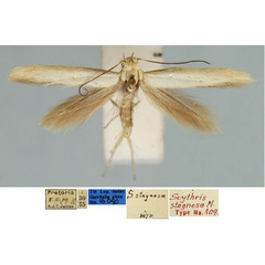/filer/webapps/moths/media/images/S/stagnosa_Scythris_HT_TMSA_NpT3GDA.jpg