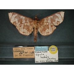 /filer/webapps/moths/media/images/H/hebes_Opula_RMCA_01.jpg