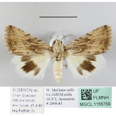 /filer/webapps/moths/media/images/H/hilgerti_Anumeta_A_MGCLa_01.JPG