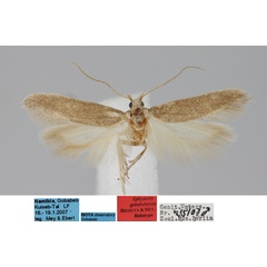 /filer/webapps/moths/media/images/G/gobabebensis_Ephysteris_MHT_MfN.jpg
