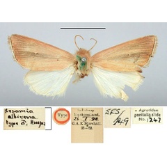 /filer/webapps/moths/media/images/A/albivena_Sesamia_HT_BMNH.jpg
