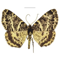 /filer/webapps/moths/media/images/A/arichannaria_Rhodochanna_AF_ZSM.jpg