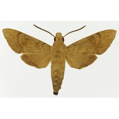 /filer/webapps/moths/media/images/X/xylina_Nephele_AM_Basquin_01a.jpg