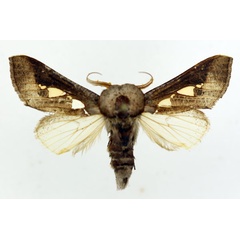 /filer/webapps/moths/media/images/B/bracteata_Antiophlebia_AM_ISEA.jpg