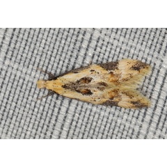 /filer/webapps/moths/media/images/A/amphizeucta_Lachnostola_A_Heyns_01.JPG