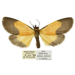 /filer/webapps/moths/media/images/T/turlini_Tumicla_HT_ZSM.jpg