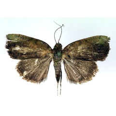 /filer/webapps/moths/media/images/C/chloropera_Acripia_A_RMCA.jpg