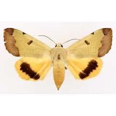 /filer/webapps/moths/media/images/T/tirhaca_Ophiusa_AF_TMSA_02.jpg