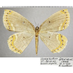 /filer/webapps/moths/media/images/A/aemonia_Melinoessa_AF_ZSM.jpg