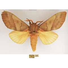 /filer/webapps/moths/media/images/R/robusta_Gonometa_AM_TMSA_01.jpg