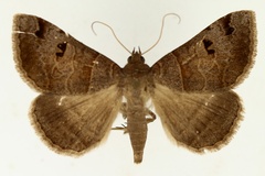 Mocis mutuaria