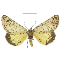 /filer/webapps/moths/media/images/T/thapsinus_Nothabraxas_AF_RMCA_02.jpg
