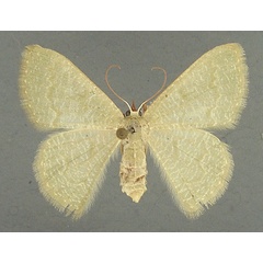 /filer/webapps/moths/media/images/S/stibolepida_Phaiogramma_AF_TMSA_01.jpg