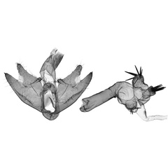 /filer/webapps/moths/media/images/E/ebigane_Cyana_GMHT_ANHRT.jpg