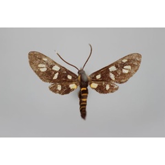 /filer/webapps/moths/media/images/P/polyxo_Amata_A_BMNH.jpg