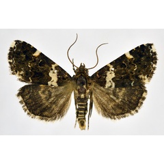 /filer/webapps/moths/media/images/A/argyrogramma_Ozarba_A_NHMO.jpg