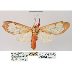 /filer/webapps/moths/media/images/V/vitrea_Amerila_AM_ZMHB.jpg